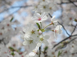 写真 桜