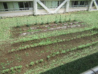 写真 中庭はたけ