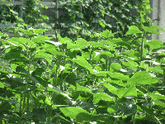 写真　緑のカーテン