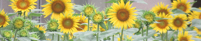 写真　ひまわり