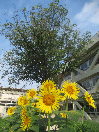 写真　ひまわり
