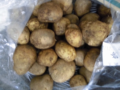 清瀬市小寺農園産 じゃが芋