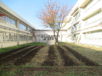 写真 チューリップ