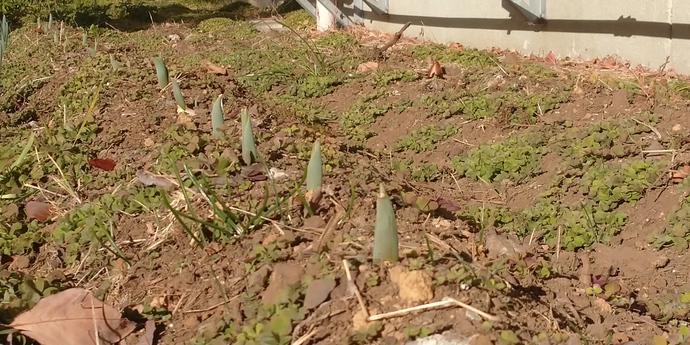 写真 チューリップの芽
