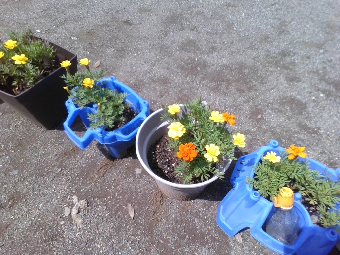 マリーゴールド