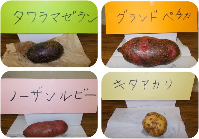 有機野菜のじゃがいも