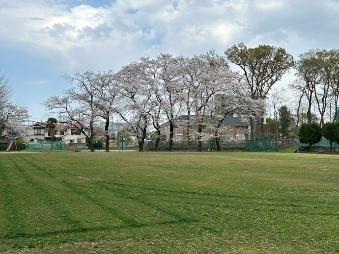 校庭の桜