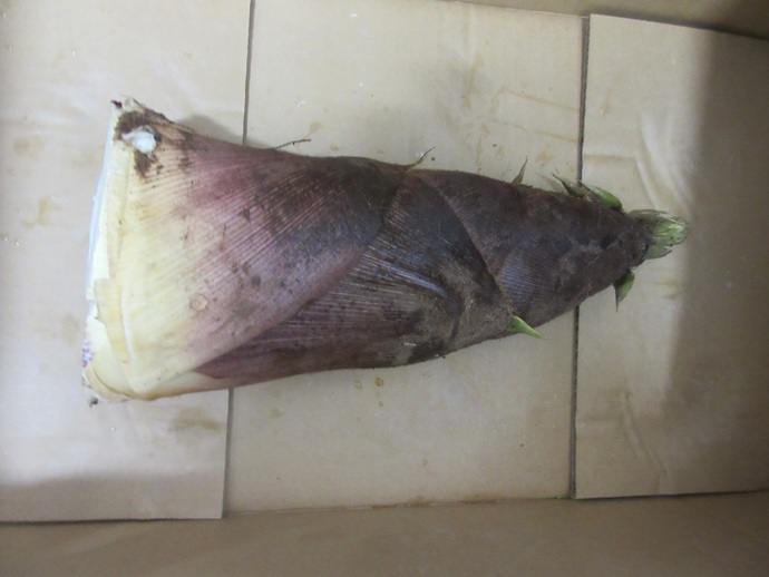 千葉県産たけのこ