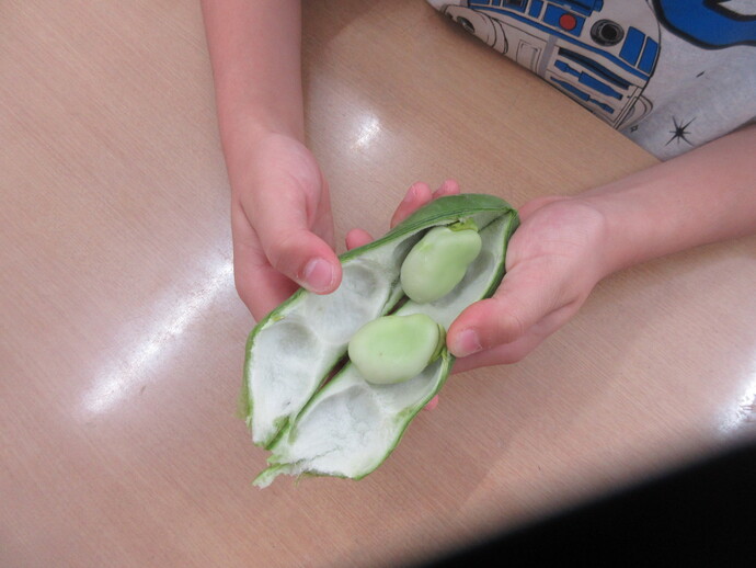 そらまめをむく様子