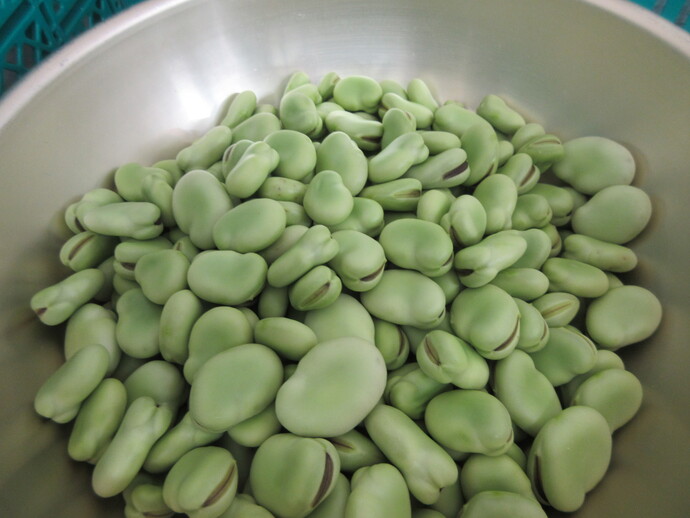 大量のそらまめ
