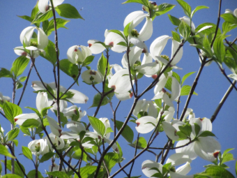 写真 はなみずき