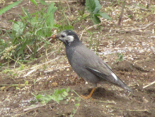 写真　野鳥　ムクドリ