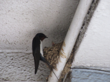 写真　野鳥　つばめ