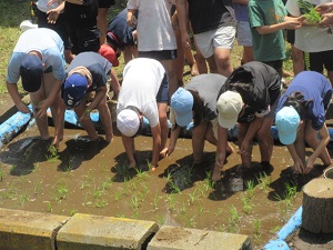 田植え