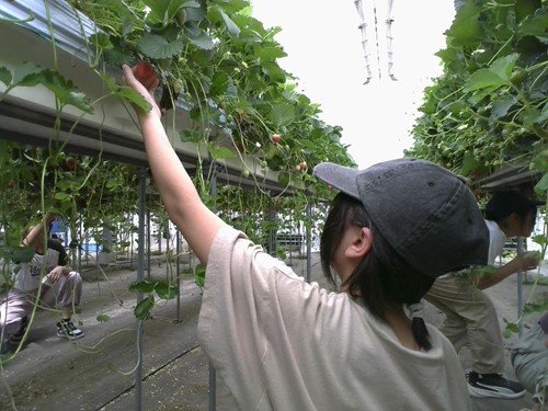 shashin