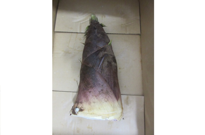 たけのこ