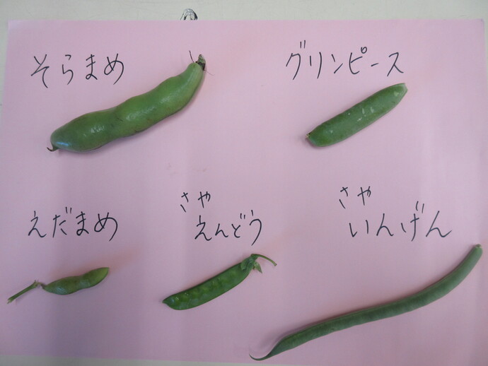 豆の種類