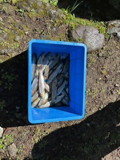 masu4